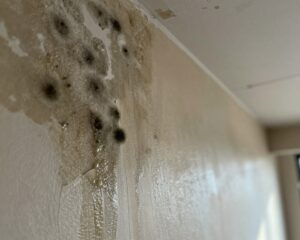How can I tell if water damage is causing mold growth